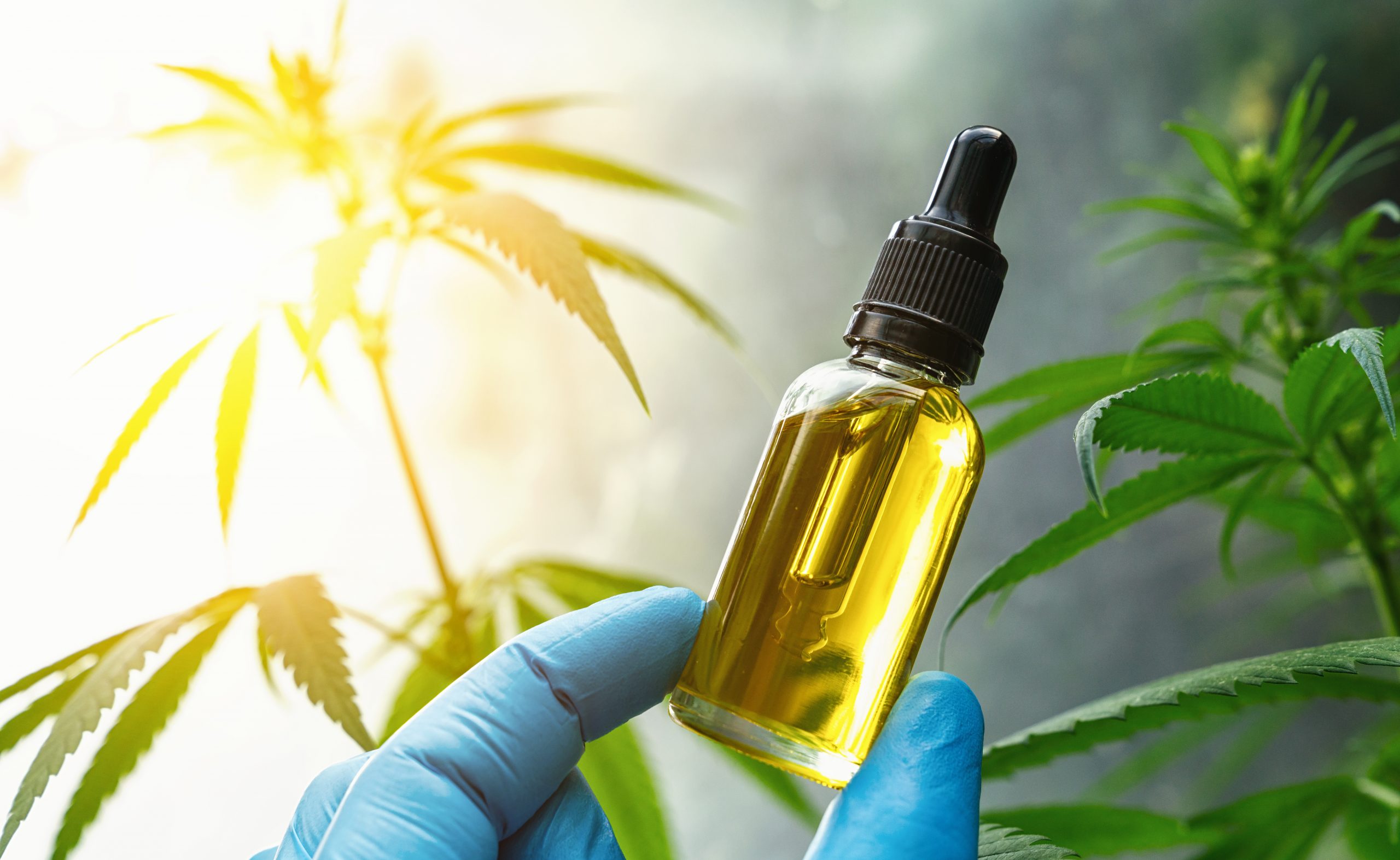 How To Calculate CBD Content