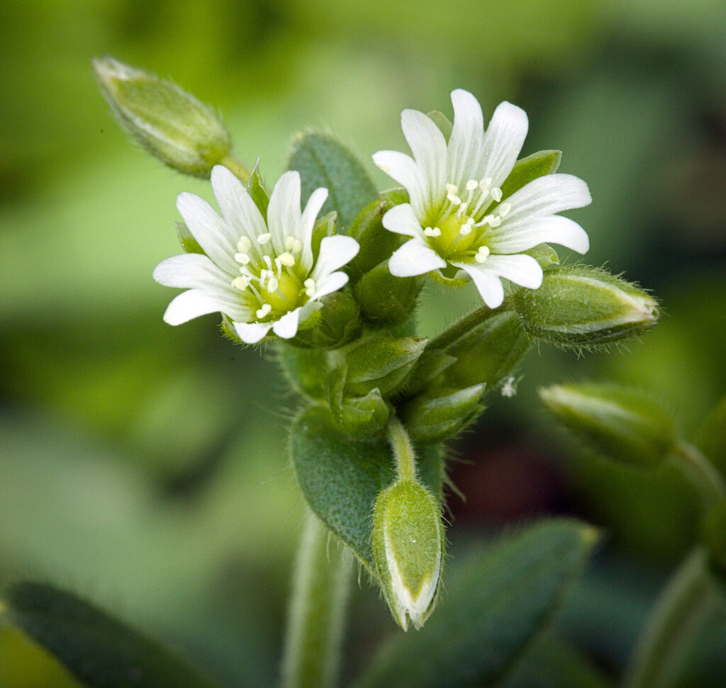 Chickweed